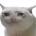 cat_cry