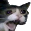 screech