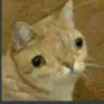 bruh
