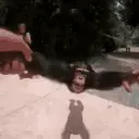 monkee