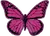 magentabutterfly