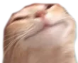 SCpetHAPPY2