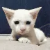 SCairplaneears2