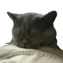 SCtuckedin1