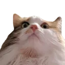 SCchins SCchins