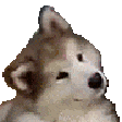 ConfoosedDoggo