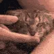 SCpetpetLICK