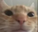 Catlook
