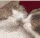 SCcatkiss
