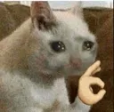 CatOKPain