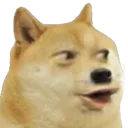 PogDog