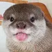 OtterDerp