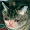 CE_SadCat CE_SadCat