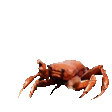 crabrave