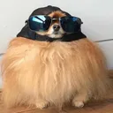 vcooldoggo