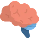 brain