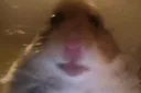 HamsterCam