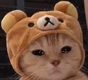 sad_cat