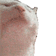 catjam Discord emoji