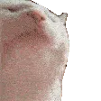 catjam
