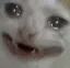 catcry8 Discord Emoji