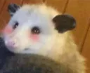 OpossumBlush