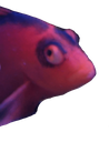 Judgemental Discord emoji