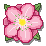 PA_Chrysanthemum_Icon Discord emoji
