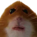 hdHam