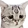 Sad_Cat