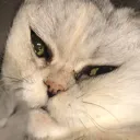 cat5