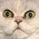 cat6