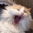 catmad Discord emoji