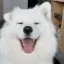dogeear dogeear