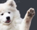 WH_Doghallo Discord emoji