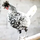 galinhaexotica1396886517538_300x