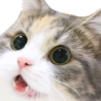 RWCatWow Discord emoji