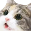 RWCatWow