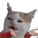 cathandswhat