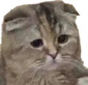 VerySadCat