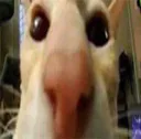 whatcat1