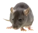 LeRat LeRat
