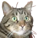 Catwtf catwtf Discord Emoji