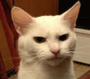 catstare_OL