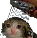 Catto_Sad_Shower