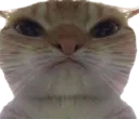 AngryCat AngryCat