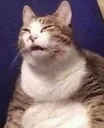 catwhat