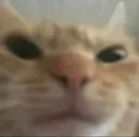 cattomad cattomad