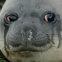 cryingseal cryingseal