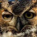 rlly_owl
